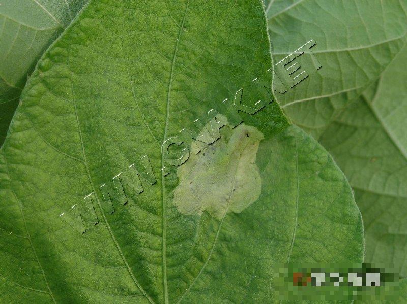豆叶东潜蝇