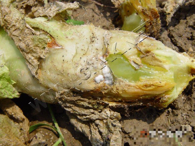 莴笋菌核病