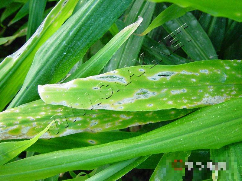 姜细菌性叶斑病