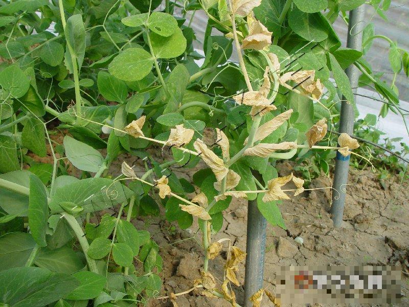 豌豆根串珠霉根腐病