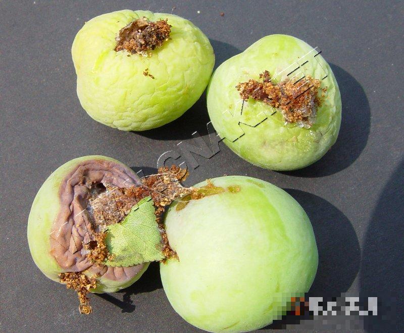 李小食心虫