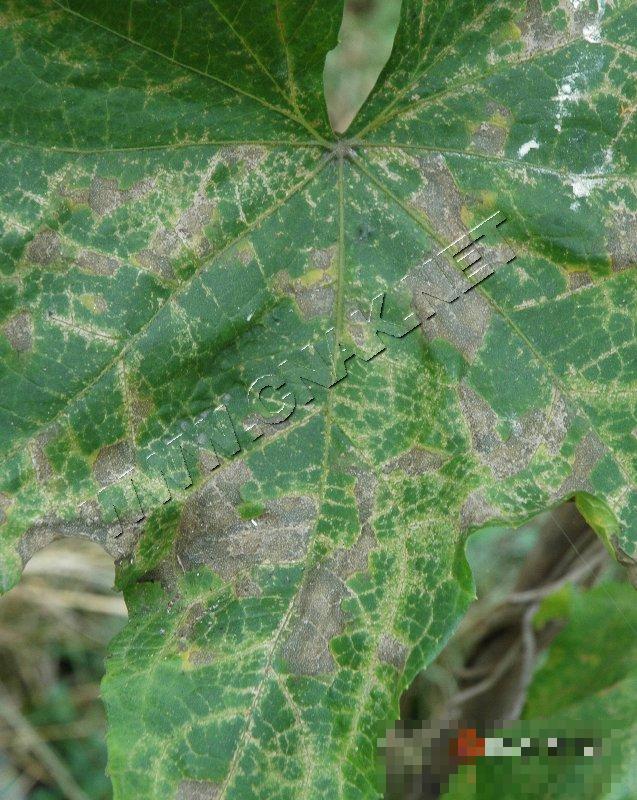 丝瓜细菌性角斑病