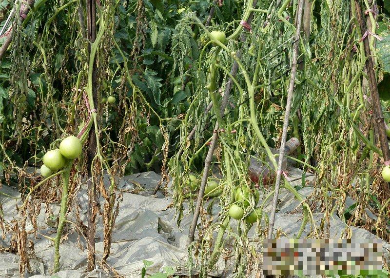 番茄青枯病