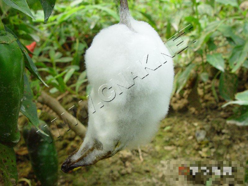 辣椒绵腐病