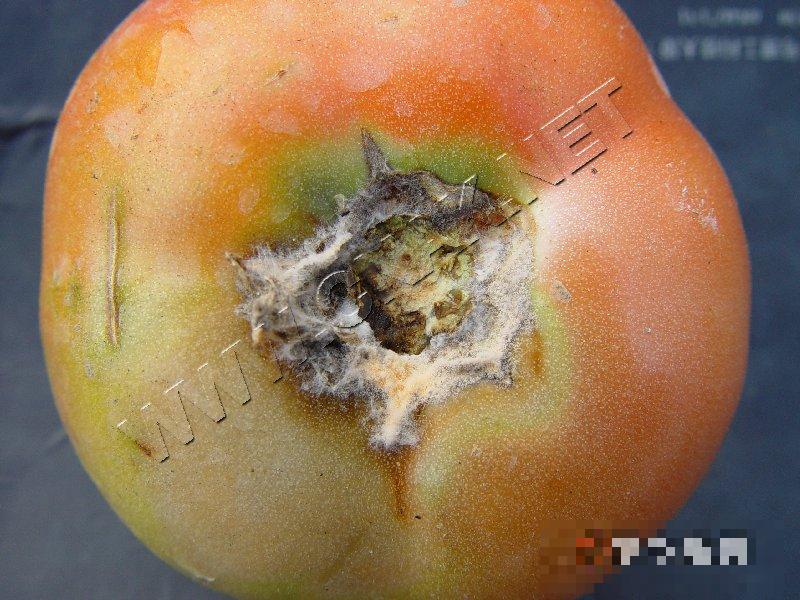 番茄红粉病