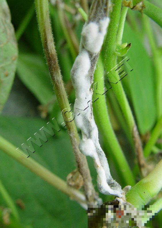 菜豆菌核病