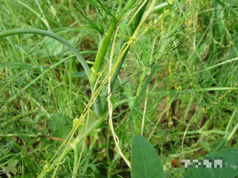 茴香菟丝子危害