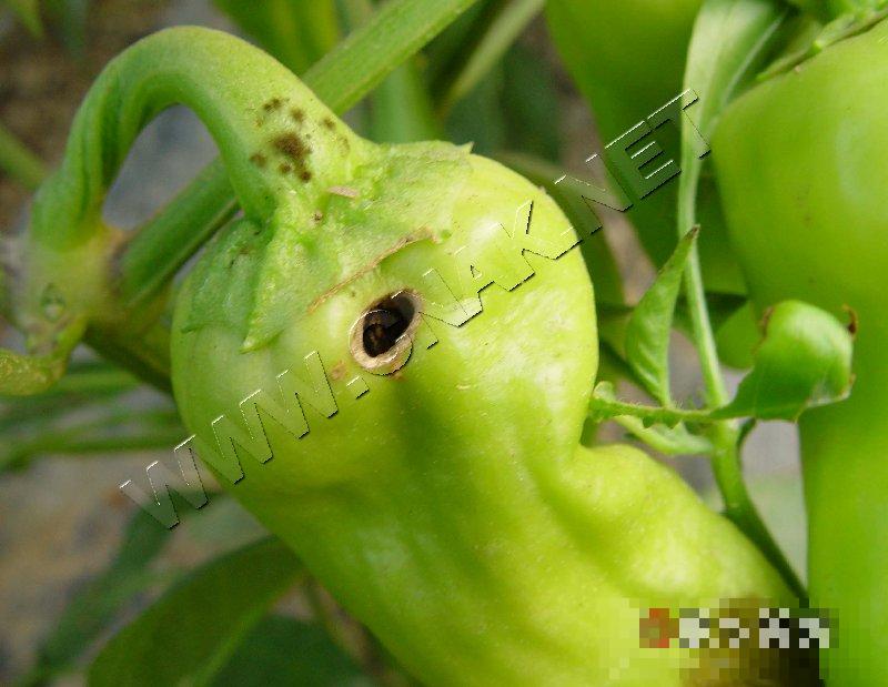 烟青虫