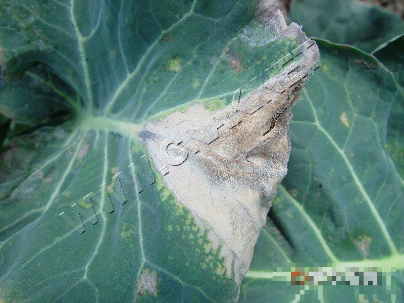 青花菜灰霉病