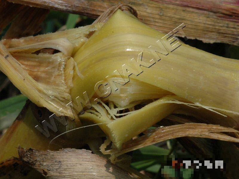 玉米细菌性茎腐病