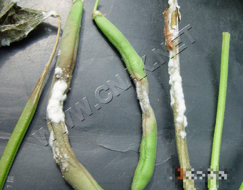 菜豆菌核病