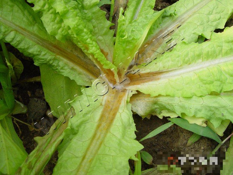 莴笋菌核病
