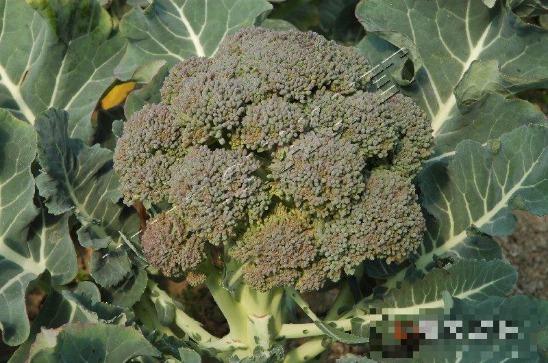 青花菜焦蕾和黄化