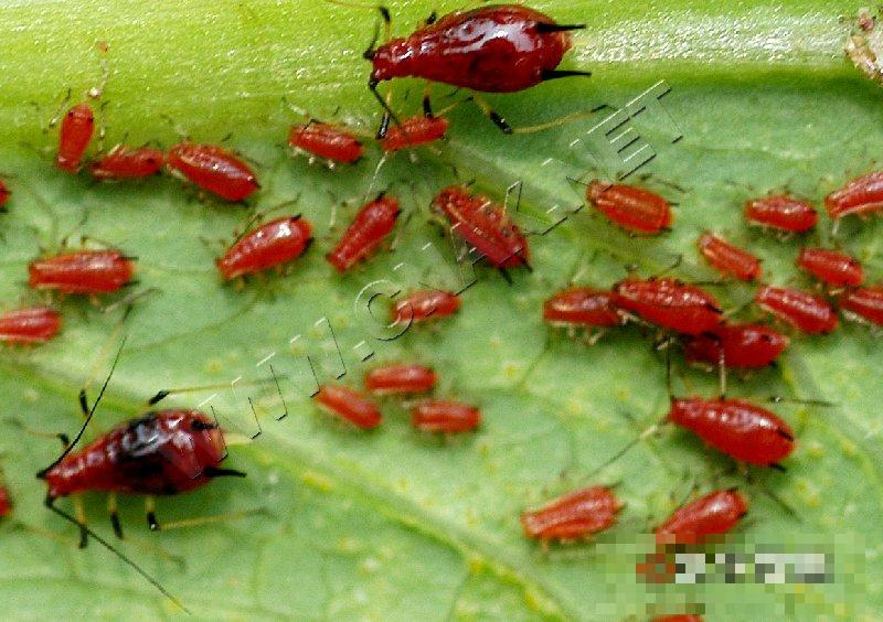 莴笋指管蚜