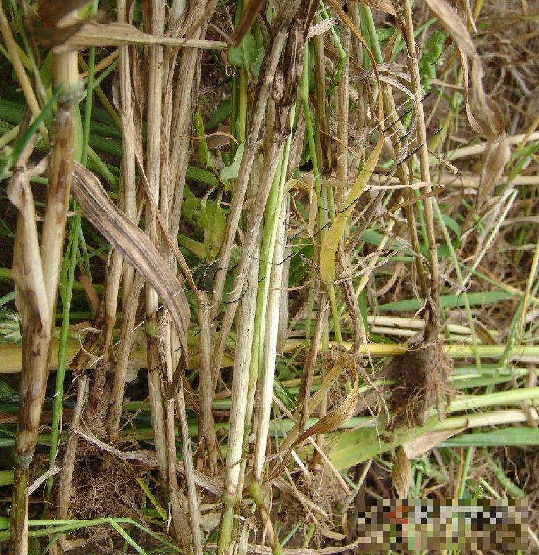 小麦纹枯病
