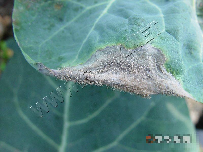 青花菜灰霉病
