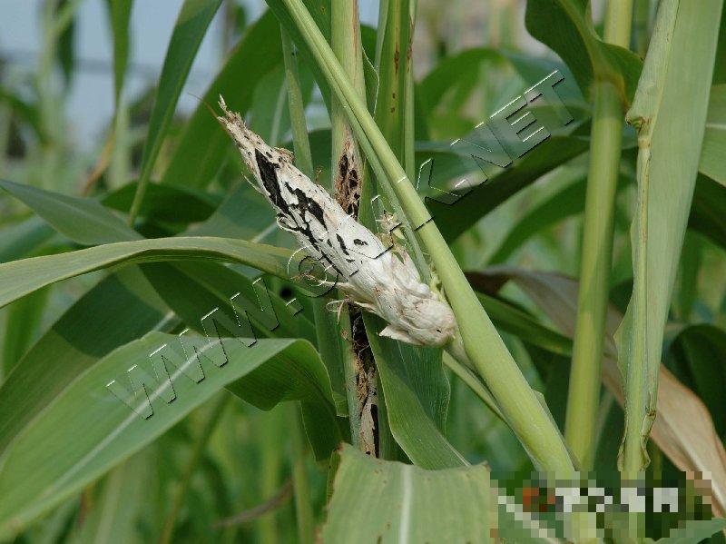 高粱丝黑穗病