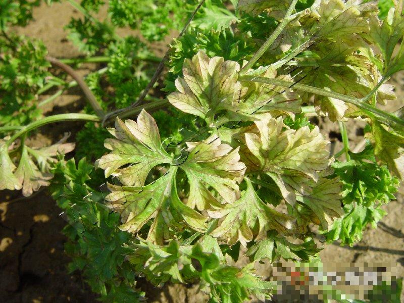 香芹肥害