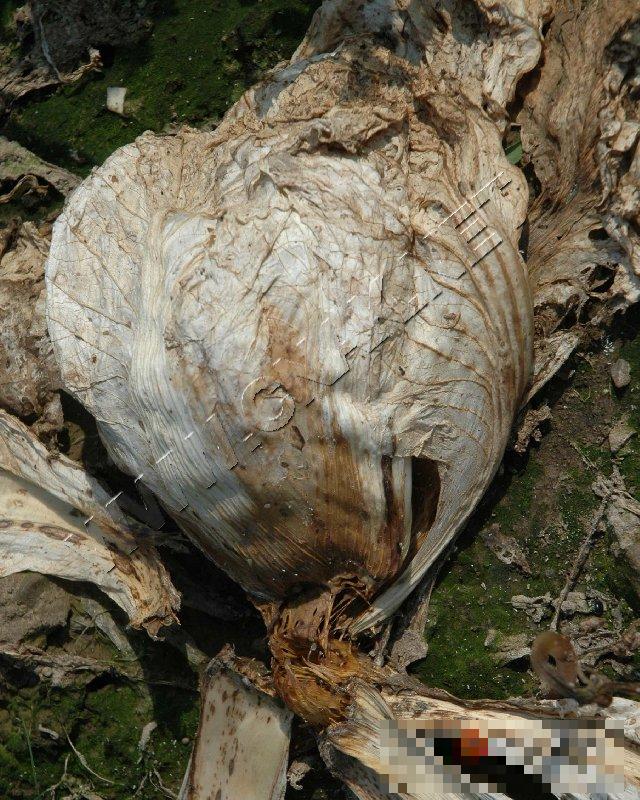 大白菜黑腐病