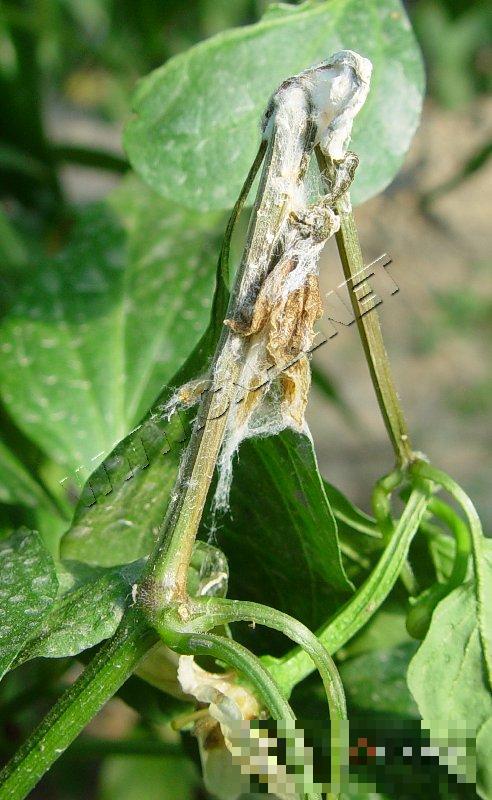 辣椒菌核病