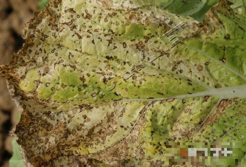 大白菜细菌性角斑病