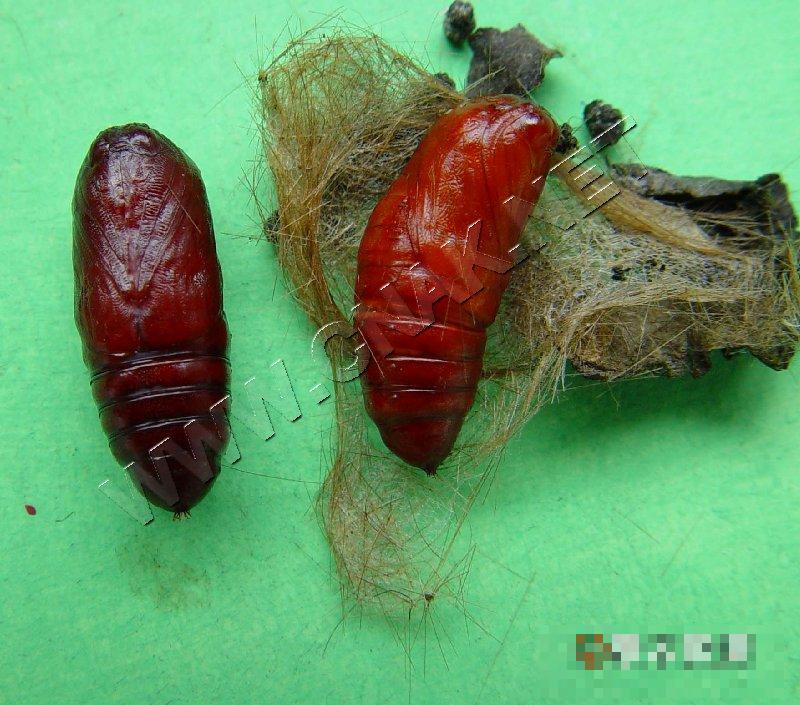 红缘灯蛾