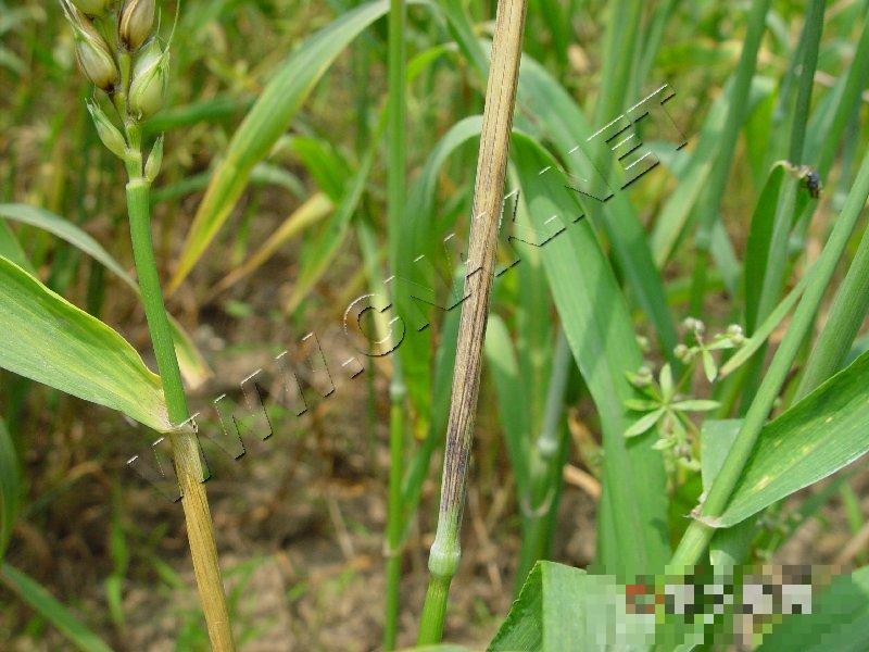 小麦秆枯病