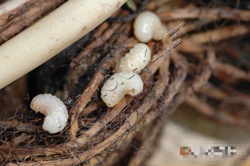 莲藕根金花虫