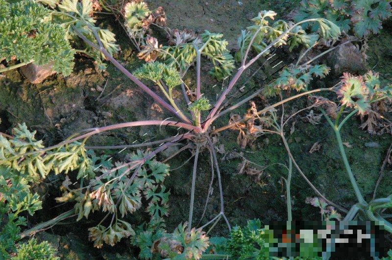香芹根腐病