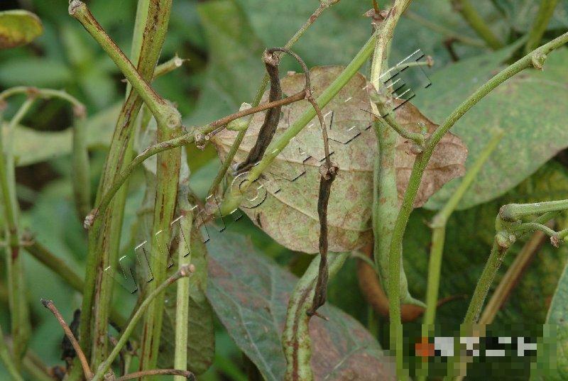 菜豆炭疽病