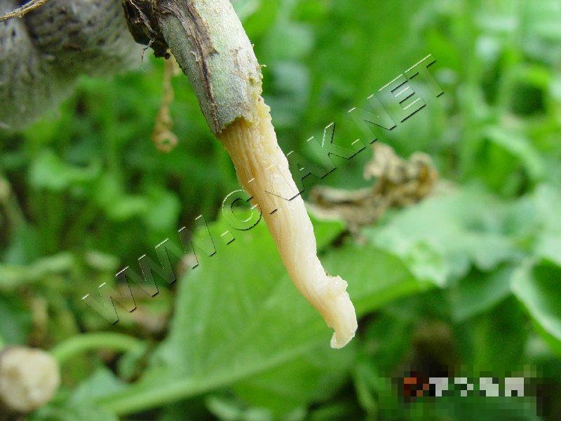 萝卜软腐病