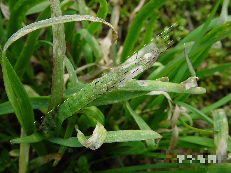 韭菜灰霉病