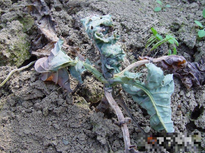 青花菜立枯病