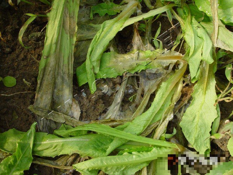 莴笋菌核病