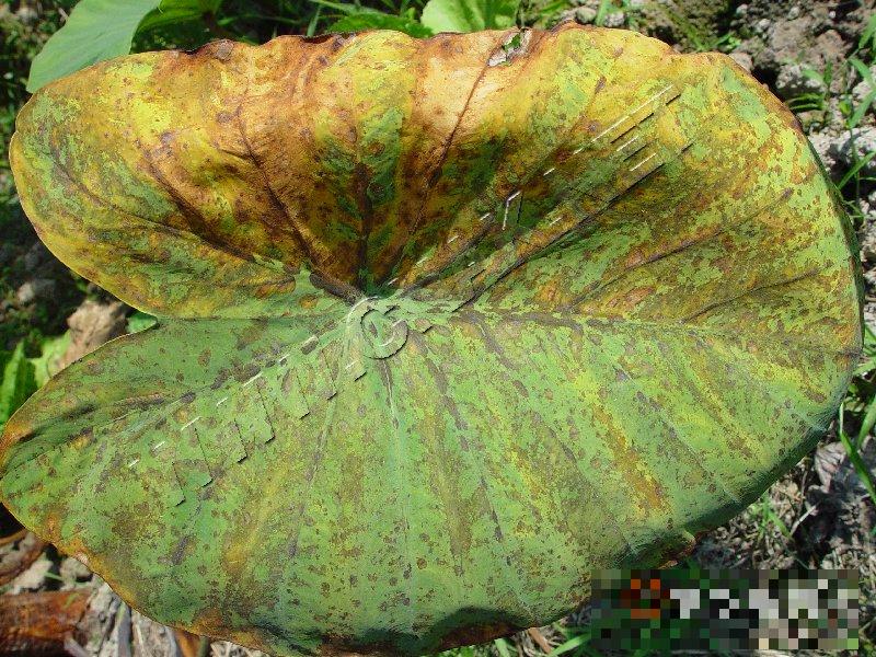 芋污斑病