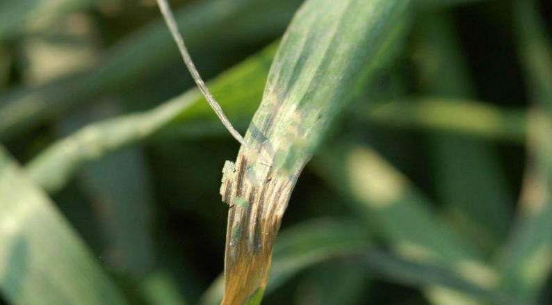 小麦灰霉病