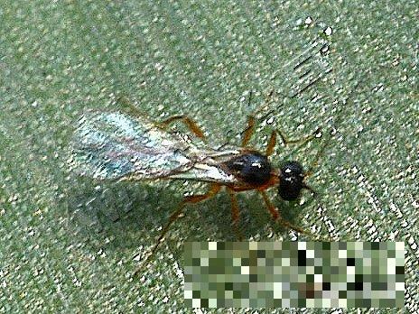 烟粉虱
