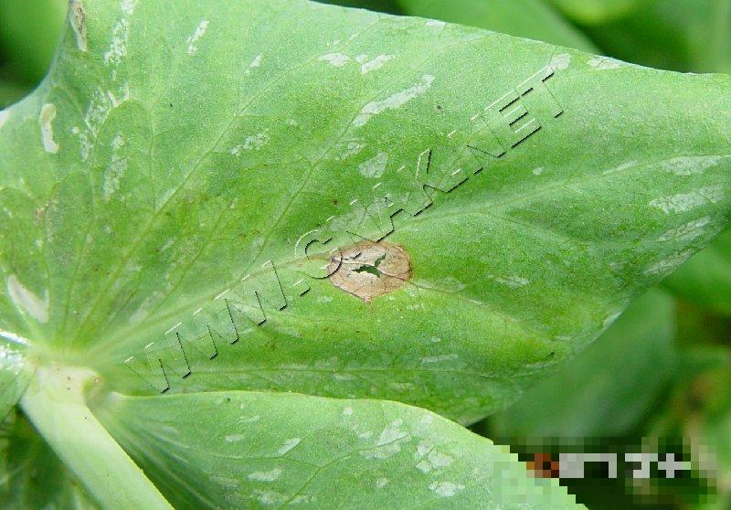 豌豆褐斑病