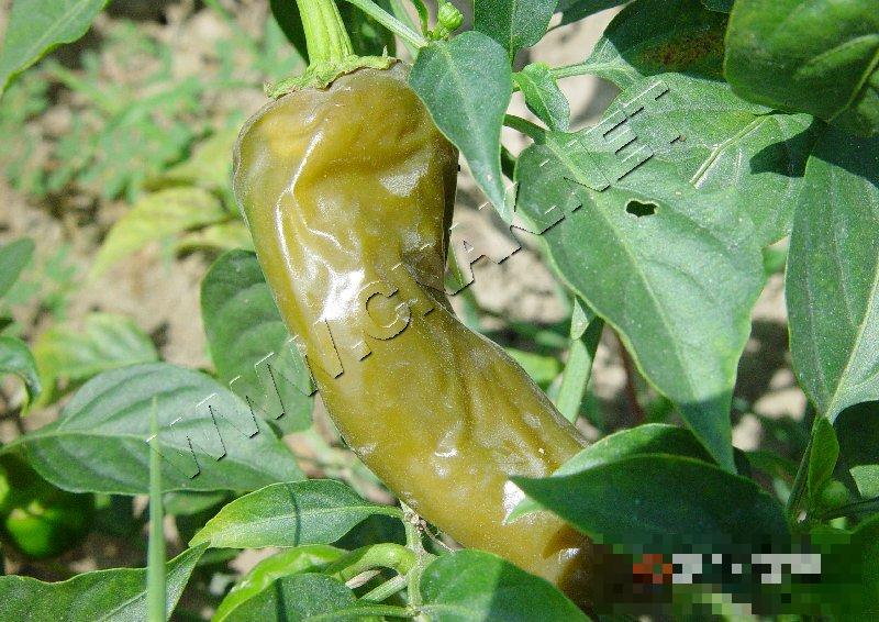辣椒软腐病
