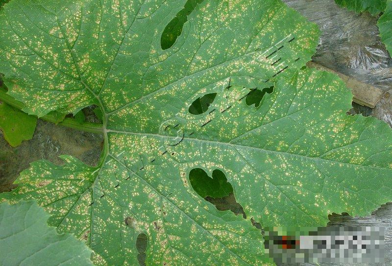 西葫芦细菌性叶枯病