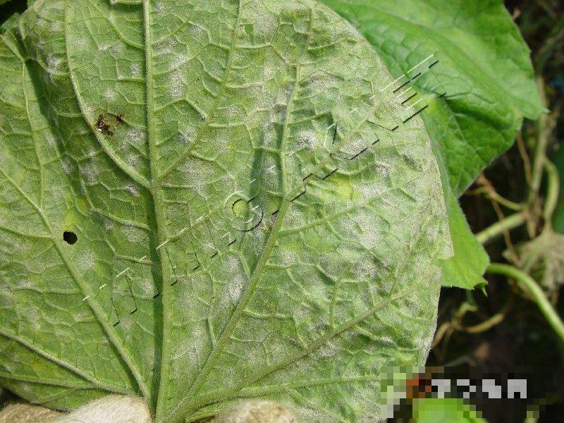 瓠瓜白粉病