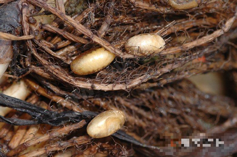 莲藕根金花虫