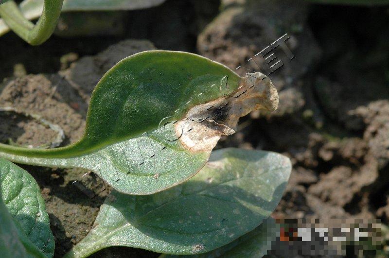 菠菜炭疽病