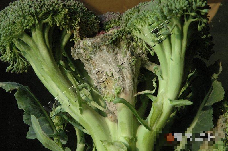 青花菜灰霉病