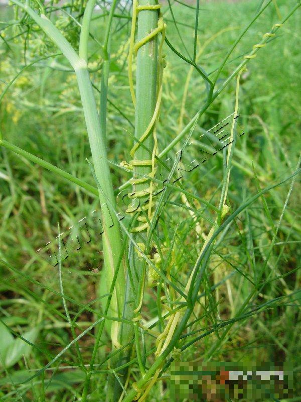 茴香菟丝子危害