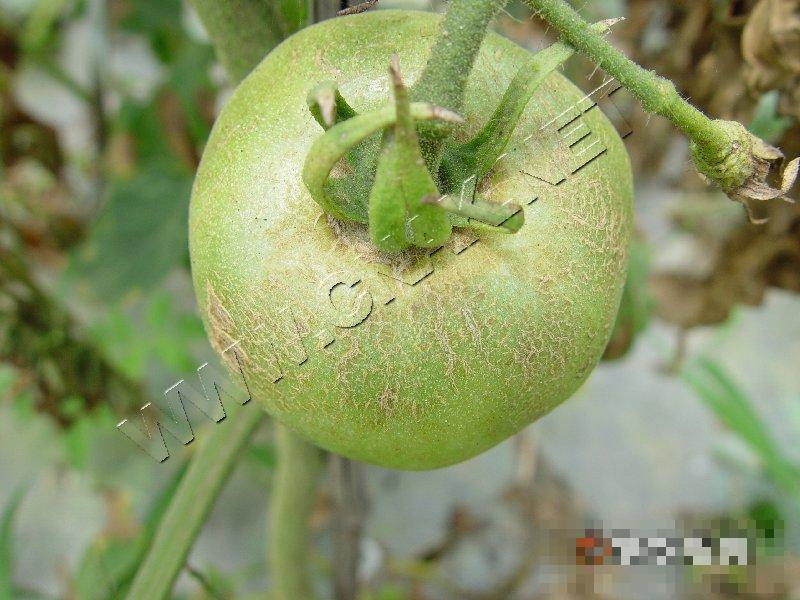 番茄缺素症