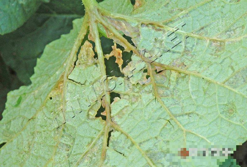 甜瓜细菌性叶枯病