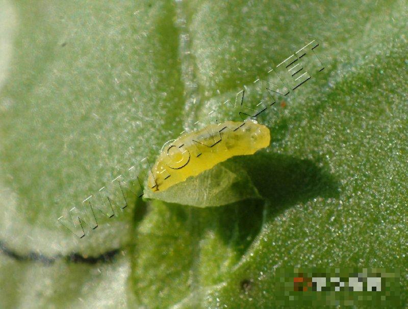 美洲斑潜蝇