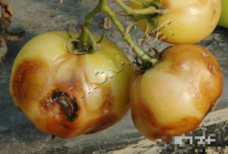 番茄斑萎病毒病
