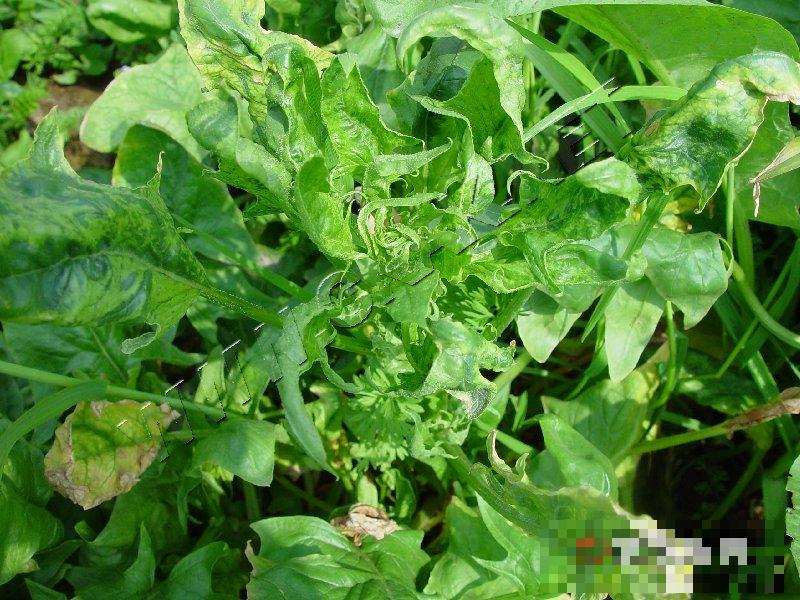 菠菜病毒病